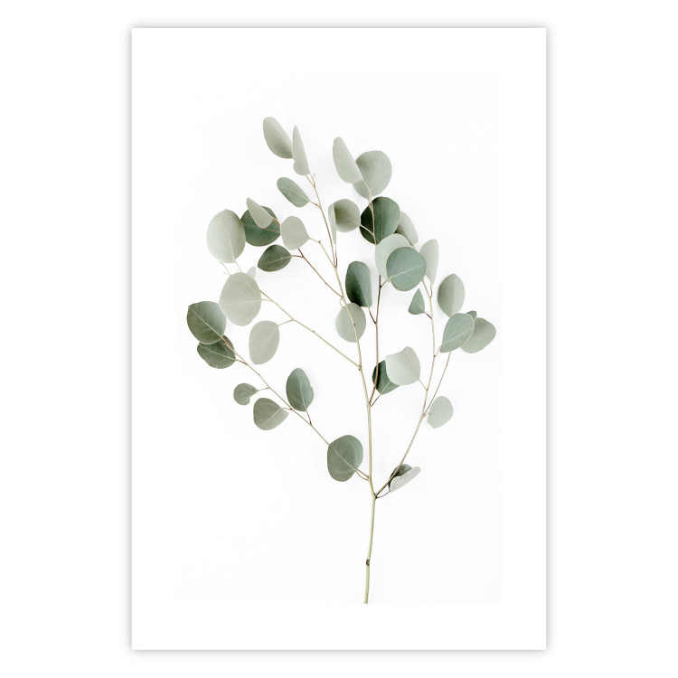 Wall Poster Silver Eucalyptus - simple composition with green leaves on a white background 137491 additionalImage 6