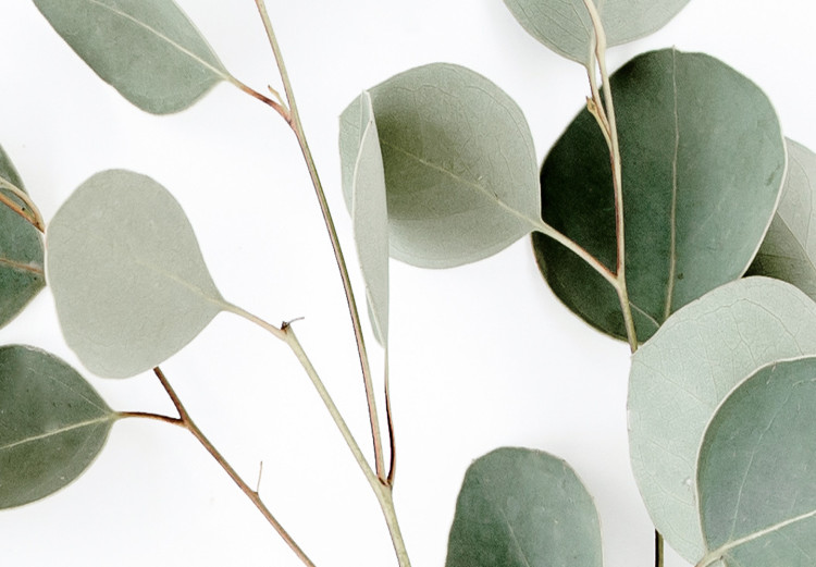Wall Poster Silver Eucalyptus - simple composition with green leaves on a white background 137491 additionalImage 27