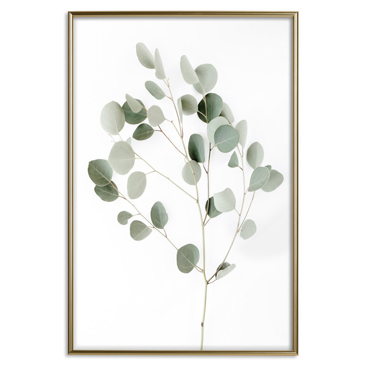 Wall Poster Silver Eucalyptus - simple composition with green leaves on a white background 137491 additionalImage 4