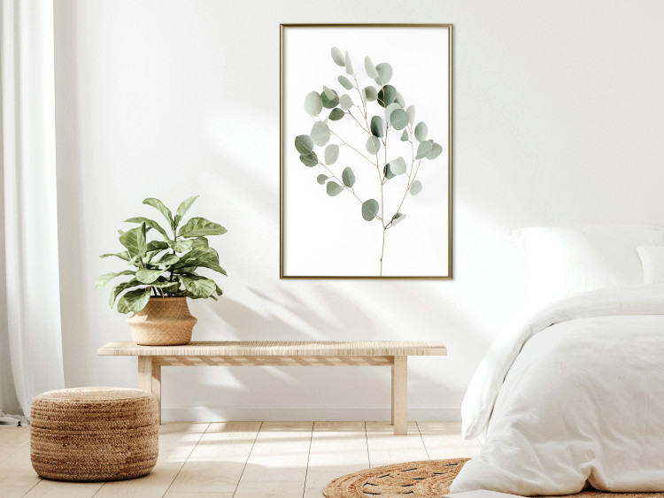 Wall Poster Silver Eucalyptus - simple composition with green leaves on a white background 137491 additionalImage 18