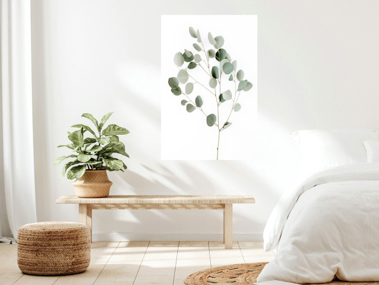 Wall Poster Silver Eucalyptus - simple composition with green leaves on a white background 137491 additionalImage 8