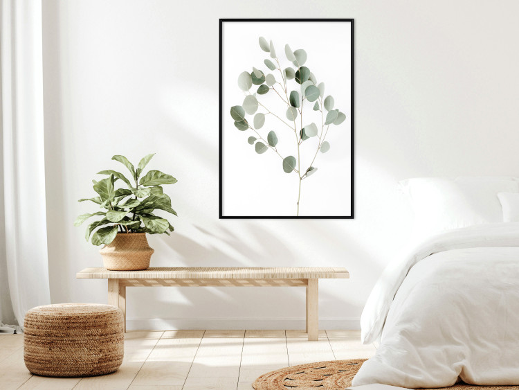 Wall Poster Silver Eucalyptus - simple composition with green leaves on a white background 137491 additionalImage 11