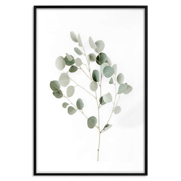 Wall Poster Silver Eucalyptus - simple composition with green leaves on a white background 137491 additionalImage 4
