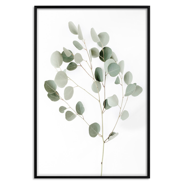 Wall Poster Silver Eucalyptus - simple composition with green leaves on a white background 137491 additionalImage 7