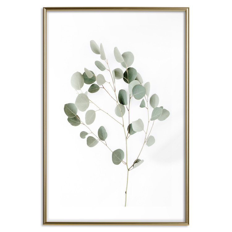 Wall Poster Silver Eucalyptus - simple composition with green leaves on a white background 137491 additionalImage 3