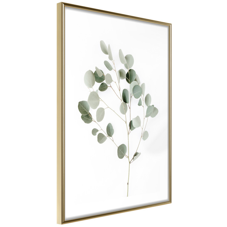 Wall Poster Silver Eucalyptus - simple composition with green leaves on a white background 137491 additionalImage 21
