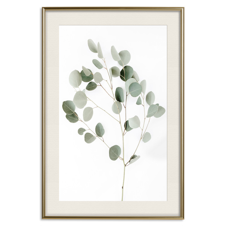 Wall Poster Silver Eucalyptus - simple composition with green leaves on a white background 137491 additionalImage 2