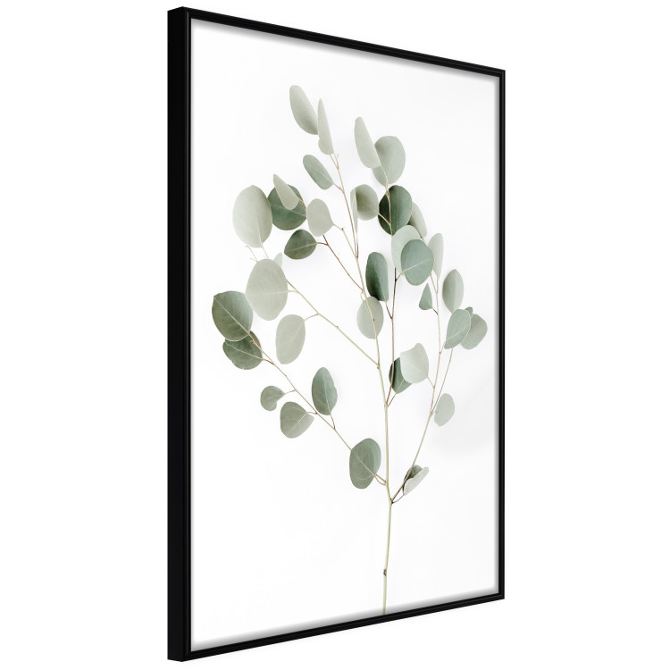 Wall Poster Silver Eucalyptus - simple composition with green leaves on a white background 137491 additionalImage 24