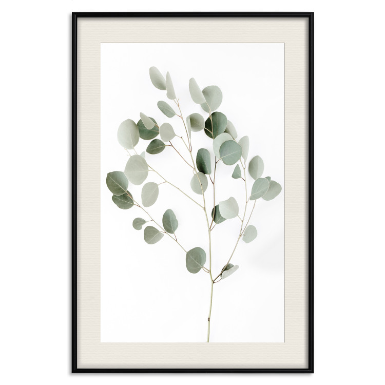 Wall Poster Silver Eucalyptus - simple composition with green leaves on a white background 137491 additionalImage 3