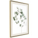 Wall Poster Silver Eucalyptus - simple composition with green leaves on a white background 137491 additionalThumb 19