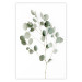 Wall Poster Silver Eucalyptus - simple composition with green leaves on a white background 137491