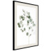 Wall Poster Silver Eucalyptus - simple composition with green leaves on a white background 137491 additionalThumb 20