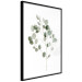 Wall Poster Silver Eucalyptus - simple composition with green leaves on a white background 137491 additionalThumb 16