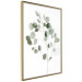 Wall Poster Silver Eucalyptus - simple composition with green leaves on a white background 137491 additionalThumb 15