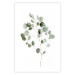 Wall Poster Silver Eucalyptus - simple composition with green leaves on a white background 137491 additionalThumb 6