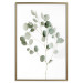 Wall Poster Silver Eucalyptus - simple composition with green leaves on a white background 137491 additionalThumb 4