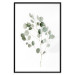 Wall Poster Silver Eucalyptus - simple composition with green leaves on a white background 137491 additionalThumb 4
