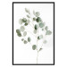 Wall Poster Silver Eucalyptus - simple composition with green leaves on a white background 137491 additionalThumb 7