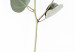 Wall Poster Silver Eucalyptus - simple composition with green leaves on a white background 137491 additionalThumb 25