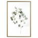 Wall Poster Silver Eucalyptus - simple composition with green leaves on a white background 137491 additionalThumb 5