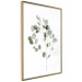 Wall Poster Silver Eucalyptus - simple composition with green leaves on a white background 137491 additionalThumb 21