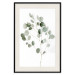 Wall Poster Silver Eucalyptus - simple composition with green leaves on a white background 137491 additionalThumb 3