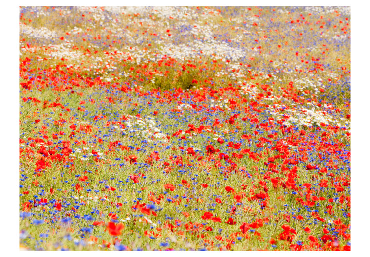 Wall Mural Meadow of Poppies and Cornflowers... - Landscape Showing Grasses and Colourful Flowers 60391 additionalImage 1