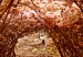 Wall Poster Fulfilled Dreams - autumn forest landscape with falling leaves 123902 additionalThumb 11