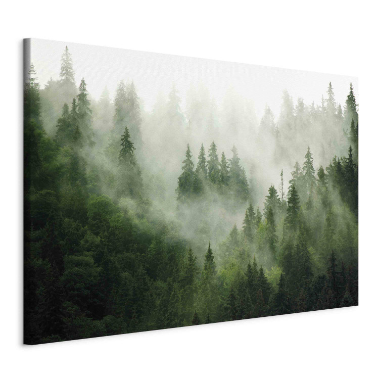 Canvas Print Mountain Forest - View of Green Coniferous Trees Covered With Fog 151202 additionalImage 2