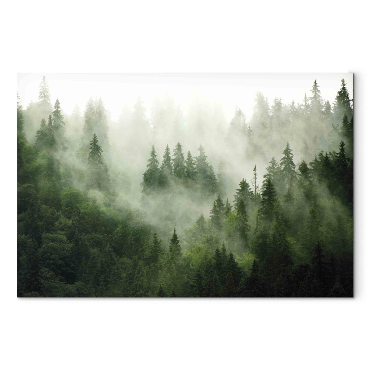 Canvas Print Mountain Forest - View of Green Coniferous Trees Covered With Fog 151202 additionalImage 6