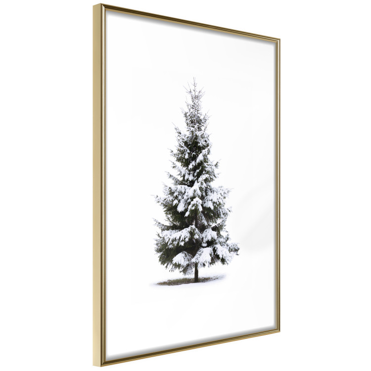 Poster Winter Tree - Spruce Covered With Snow on a White Solid Background 151702 additionalImage 19