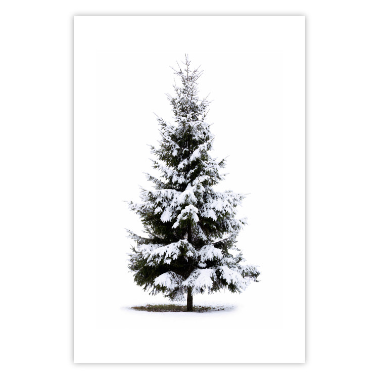 Poster Winter Tree - Spruce Covered With Snow on a White Solid Background 151702
