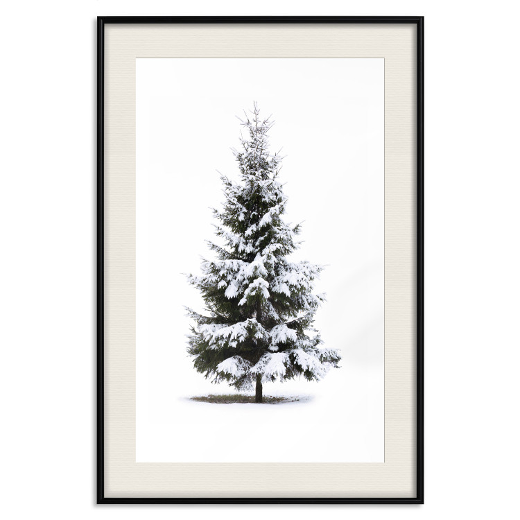 Poster Winter Tree - Spruce Covered With Snow on a White Solid Background 151702 additionalImage 24