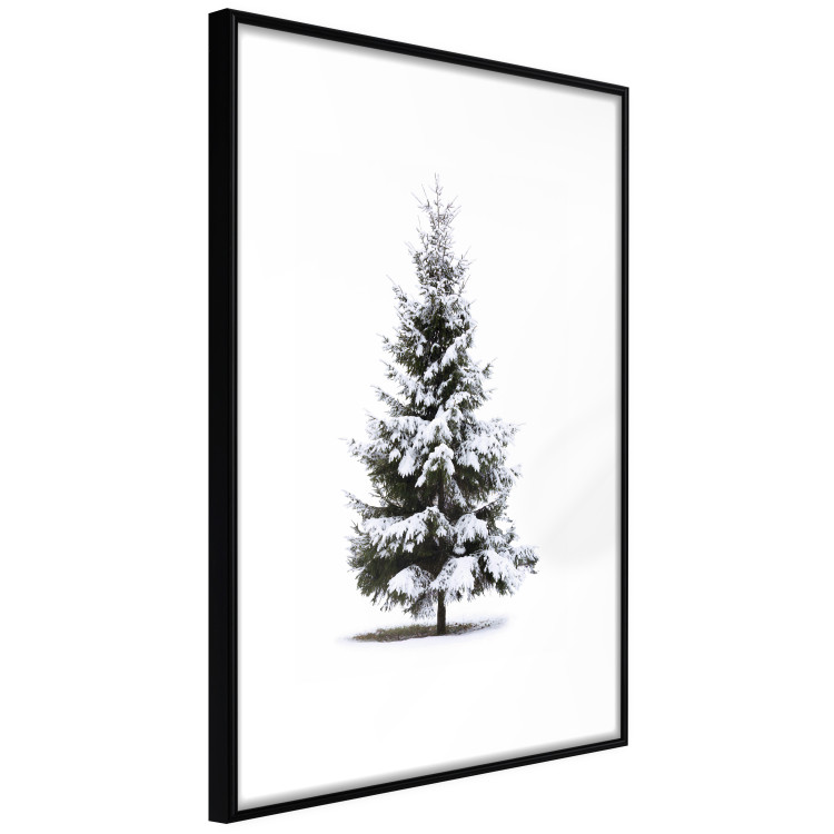 Poster Winter Tree - Spruce Covered With Snow on a White Solid Background 151702 additionalImage 12