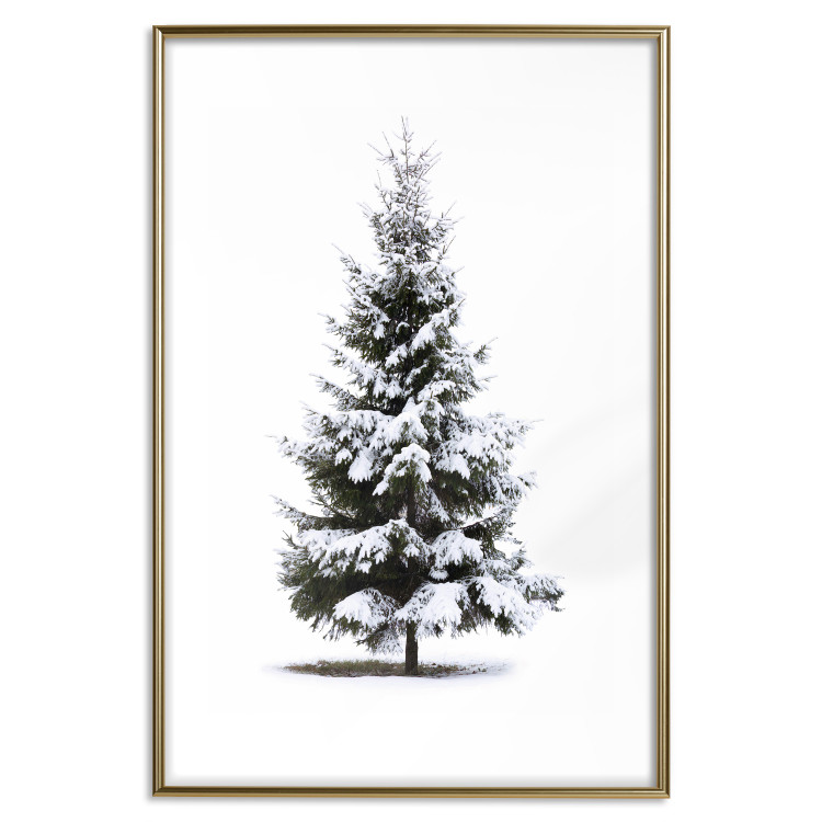 Poster Winter Tree - Spruce Covered With Snow on a White Solid Background 151702 additionalImage 23