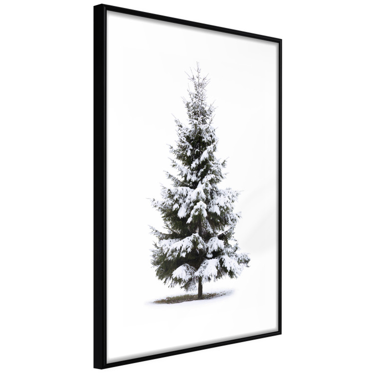 Poster Winter Tree - Spruce Covered With Snow on a White Solid Background 151702 additionalImage 11