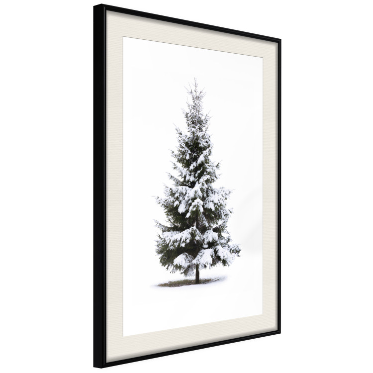 Poster Winter Tree - Spruce Covered With Snow on a White Solid Background 151702 additionalImage 3