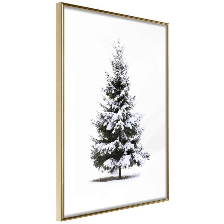 Poster Winter Tree - Spruce Covered With Snow on a White Solid Background 151702 additionalImage 8