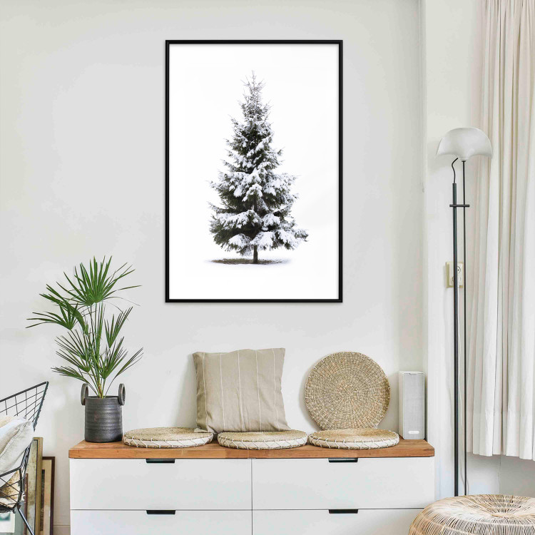 Poster Winter Tree - Spruce Covered With Snow on a White Solid Background 151702 additionalImage 9