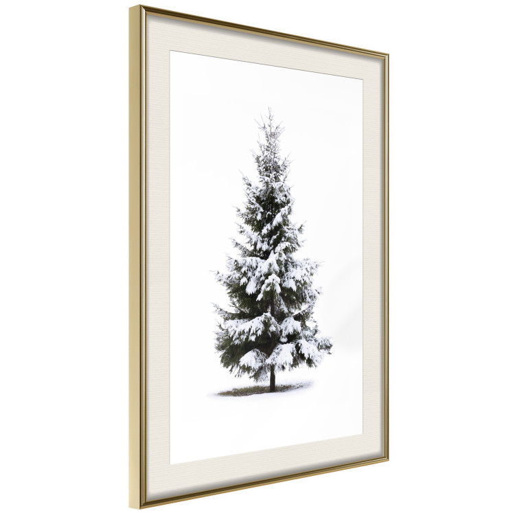 Poster Winter Tree - Spruce Covered With Snow on a White Solid Background 151702 additionalImage 7