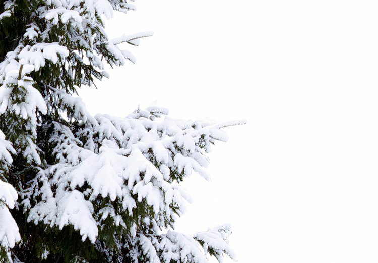 Poster Winter Tree - Spruce Covered With Snow on a White Solid Background 151702 additionalImage 10