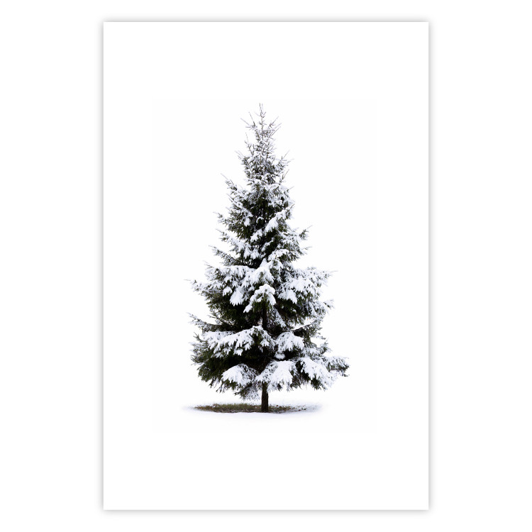 Poster Winter Tree - Spruce Covered With Snow on a White Solid Background 151702 additionalImage 18