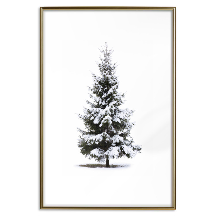 Poster Winter Tree - Spruce Covered With Snow on a White Solid Background 151702 additionalImage 25