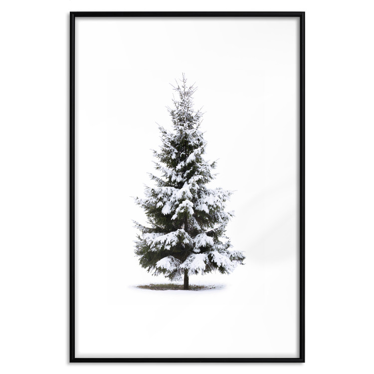 Poster Winter Tree - Spruce Covered With Snow on a White Solid Background 151702 additionalImage 22