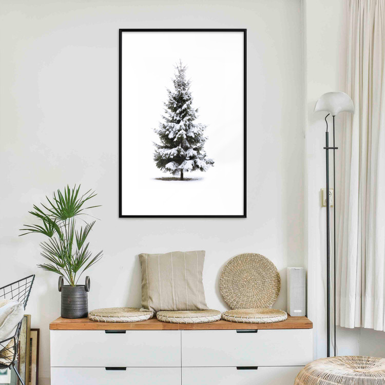 Poster Winter Tree - Spruce Covered With Snow on a White Solid Background 151702 additionalImage 6