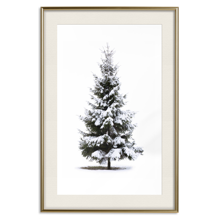 Poster Winter Tree - Spruce Covered With Snow on a White Solid Background 151702 additionalImage 26