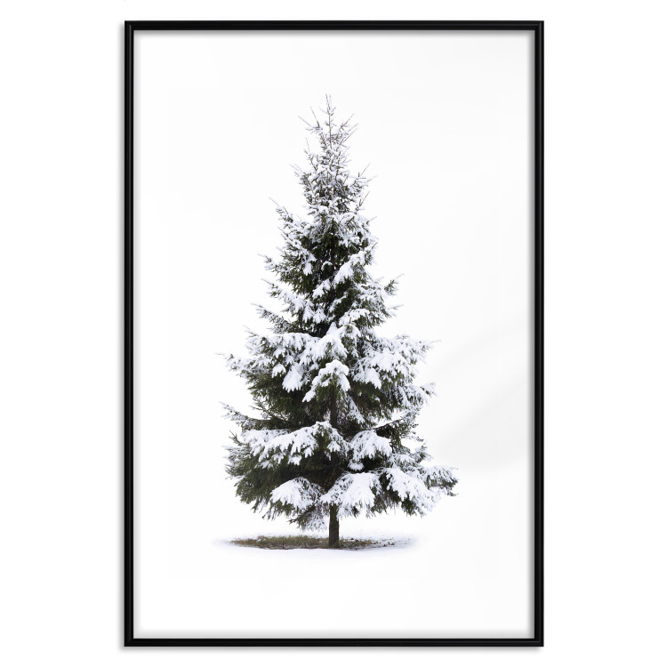 Poster Winter Tree - Spruce Covered With Snow on a White Solid Background 151702 additionalImage 14