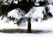 Poster Winter Tree - Spruce Covered With Snow on a White Solid Background 151702 additionalThumb 17