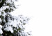 Poster Winter Tree - Spruce Covered With Snow on a White Solid Background 151702 additionalThumb 10