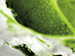 Canvas Refreshing lime 58502 additionalThumb 4